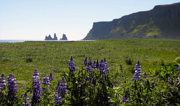 flores de tremoço do alasca, hj rleifsh f r, m rdalssandur plain, vik, islândia - alaska landscape scenics wilderness area - fotografias e filmes do acervo