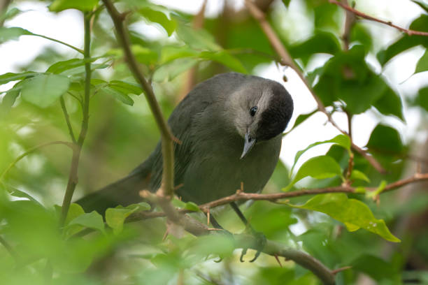 istock A Gray Catbird bird perched on a tree branch in summer Florida shrubs 1676463525