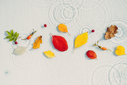 Water background with ripples and drops and colored fallen leaves. copy space. Beautiful backdrop for the presentation of autumn offers. Autumn is the season of runny nose and colds