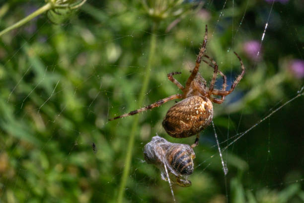 european garden spider and his prey, cross orbweaver, diadem spider, (araneus diadematus), épeire diadème. - cross spider imagens e fotografias de stock