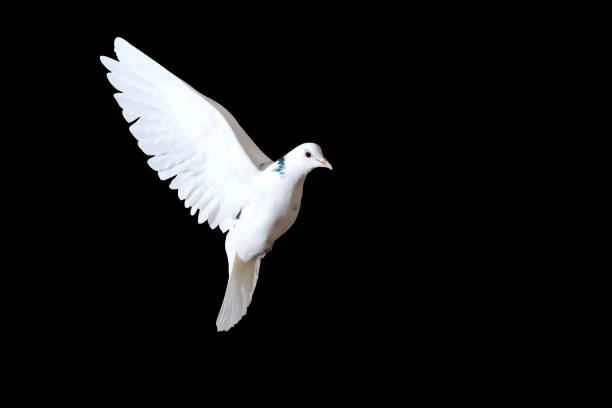 istock white dove flies on a black background 1676471179