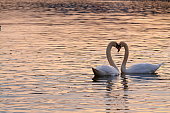 Couple of swans lovers in shape of heart