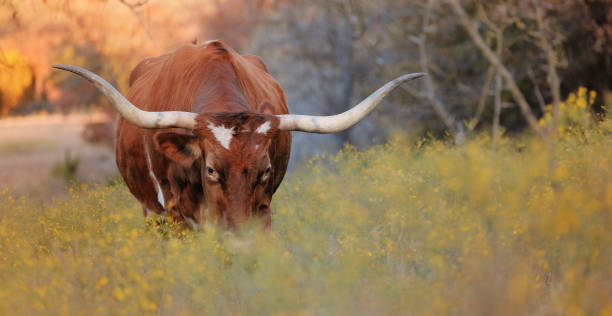 istock Texas longhorn cow on farm 1676474377