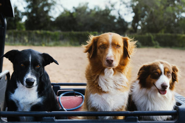 istock Farm dogs close up outside 1676474927
