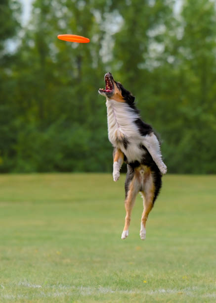 istock Australian Shepherd catching frisbee 1676477065