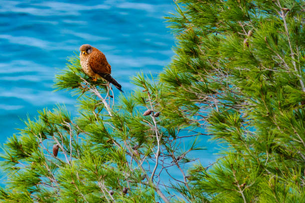 istock Brown bird sitting on green pine tree against blue sea water. 1676477091