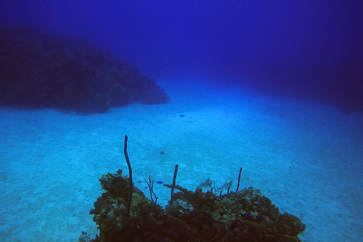 A Caribbean stingray swimming off to the right of the image, there is a cloud of sand behind it.
