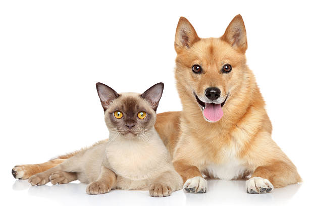 istock Happy dog and cat together 167647858