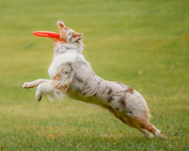 istock Australian shepherd dog catching disc 1676479844