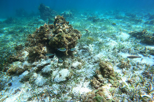 Soft corals in the Caribbean Sea