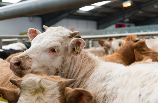 cattle market - livestock market stock-fotos und bilder