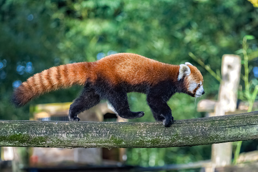 A red panda, Ailurus fulgens, walking on a branch