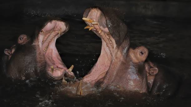 dois hipopótamos com boca aberta no zoológico de praga, república tcheca. - hippopotamus animal teeth large dirty - fotografias e filmes do acervo