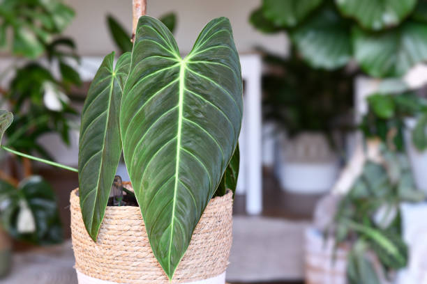 istock Tropical 'Philodendron Melanochrysum' houseplant 1676493884