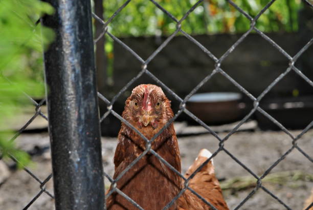 Portrait of the chicken, who looks like prisoner behind the fence. Gallus Gallus domesticus. Small farm in Czech republic. gallus gallus domesticus stock pictures, royalty-free photos & images
