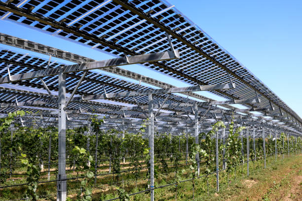 Vines covered with tranparency photovoltaic modules stock photo