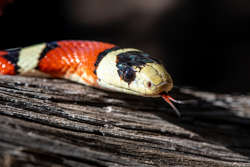 The California Mountain Kingsnake (Lampropeltis zonata) is a non-venomous snake native to the western United States and northern Mexico. It is known for its vibrant and distinctive color pattern.  The adult kingsnake measures between 24 to 36 inches although some can reach up to 48 inches.  They are primarily found in the southwest United States, including parts of California, Nevada, Arizona, and Utah. They also inhabit northern Mexico.  These snakes are often found in a variety of habitats, including chaparral, woodlands, grasslands, and rocky areas. They are known for their adaptability to diverse environments.  This mountain kingsnake was photographed in the Coconino National Forest near Flagstaff, Arizona, USA.