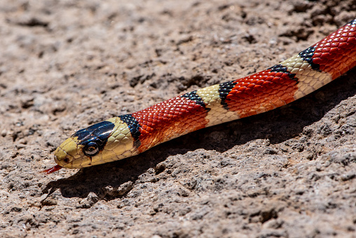 The California Mountain Kingsnake (Lampropeltis zonata) is a non-venomous snake native to the western United States and northern Mexico. It is known for its vibrant and distinctive color pattern.  The adult kingsnake measures between 24 to 36 inches although some can reach up to 48 inches.  They are primarily found in the southwest United States, including parts of California, Nevada, Arizona, and Utah. They also inhabit northern Mexico.  These snakes are often found in a variety of habitats, including chaparral, woodlands, grasslands, and rocky areas. They are known for their adaptability to diverse environments.  This mountain kingsnake was photographed in the Coconino National Forest near Flagstaff, Arizona, USA.
