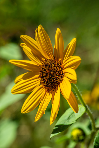 The Common Sunflower (Helianthus annus), a wild native of the American Southwest, is a member of the Asteraceae family.  It has a well-known characteristic, called heliotropism, of pivoting its leaves and buds to track the path of the sun from sunrise to sunset.  Once the flowers open, they are oriented to the east to greet the rising sun.  The common sunflower thrives in the dry, brown disturbed soils of the southwest, turning the arid landscape into a shimmering yellow carpet that attracts wildlife, insects and human visitors alike.  In Northern Arizona, the Navajo ancestors extracted a dark red dye from the outer seed coats and the Hopi cultivated a purple sunflower to make a special dye.  The sunflower seed was an important food source for most North American tribes.  The sunflower, with its large yellow flowers, is also an iconic art symbol and the state flower of Kansas.  After the Summer Monsoon rains bring moisture to the region, sunflowers bloom in fields all over Northern Arizona.  This lone sunflower was photographed in the Coconino National Forest near Flagstaff, Arizona, USA.