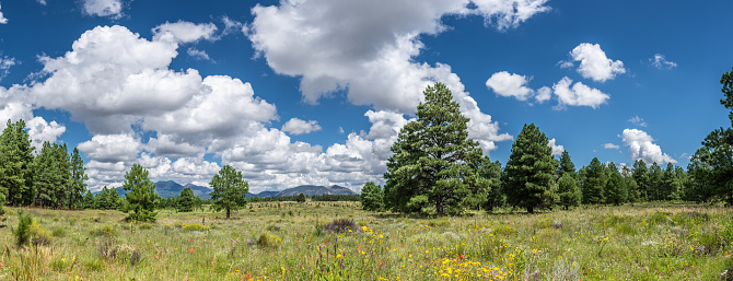 Flagstaff is surrounded by the 1.8 million-acre Coconino National Forest, one of the largest national forests in the country. This national forest has a diversity of habitat ranging from desert to mountain peaks.  It is also home to the largest contiguous Ponderosa Pine forest in North America.  Interspersed among the pines are vast meadows of grasses and seasonal wildflowers.  This grassy meadow ringed by Ponderosa Pines is located south of Flagstaff, Arizona, USA.