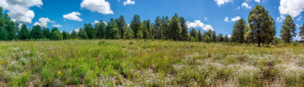 Meadow Bordered by Ponderosa Pines Flagstaff is surrounded by the 1.8 million-acre Coconino National Forest, one of the largest national forests in the country. This national forest has a diversity of habitat ranging from desert to mountain peaks.  It is also home to the largest contiguous Ponderosa Pine forest in North America.  Interspersed among the pines are vast meadows of grasses and seasonal wildflowers.  This grassy meadow ringed by Ponderosa Pines is located south of Flagstaff, Arizona, USA. jeff goulden stock pictures, royalty-free photos & images