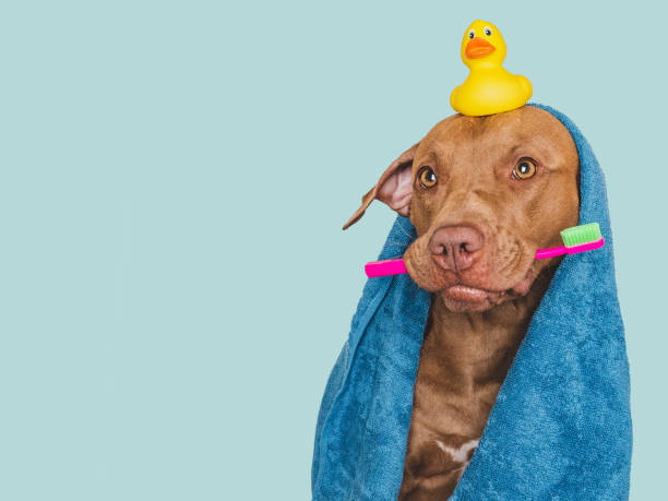 istock Cute brown dog, blue towel and toothbrush 1676499377