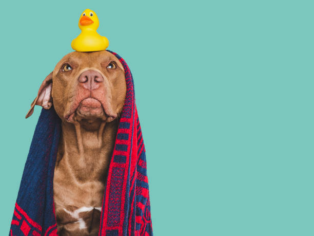 istock Cute dog, blue towel and yellow rubber duck 1676499885