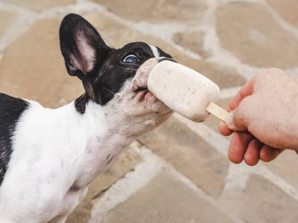 istock Cute puppy eating delicious ice cream. Top view 1676500423