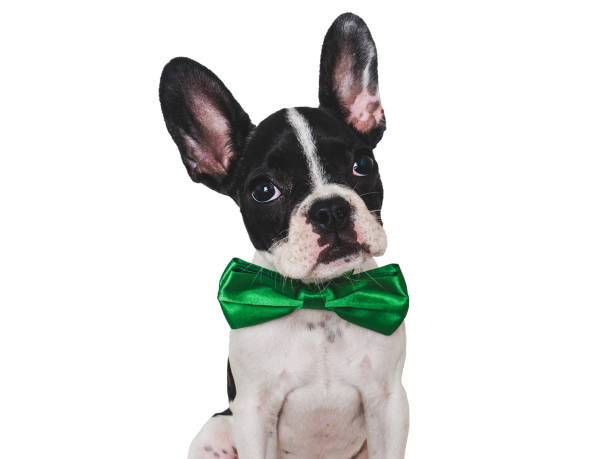 istock Cute puppy and bright bow tie. Close-up, indoors 1676501543