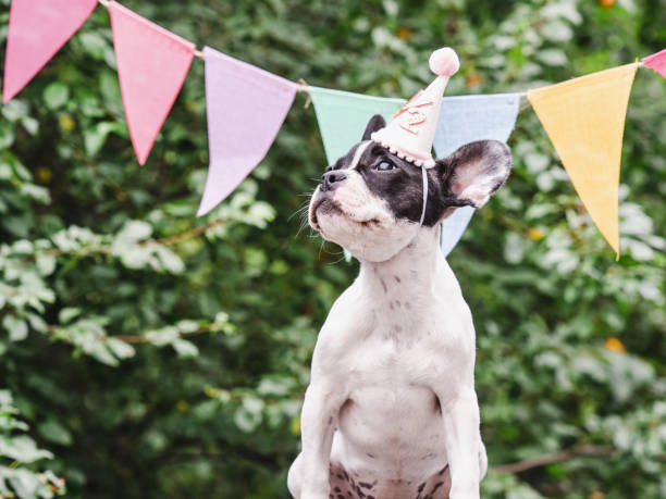 istock Cute puppy, stretched holiday flags and green trees 1676502135