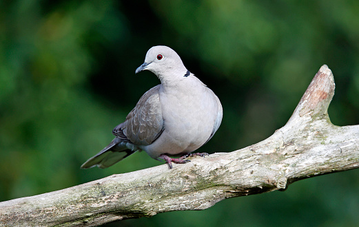 Collared dove in the woods