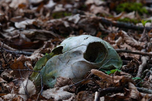 Bones discovered during hiking in the nature.