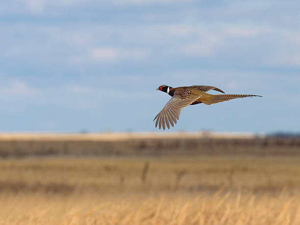 fliegenden fasan - pheasant hunting fotos stock-fotos und bilder