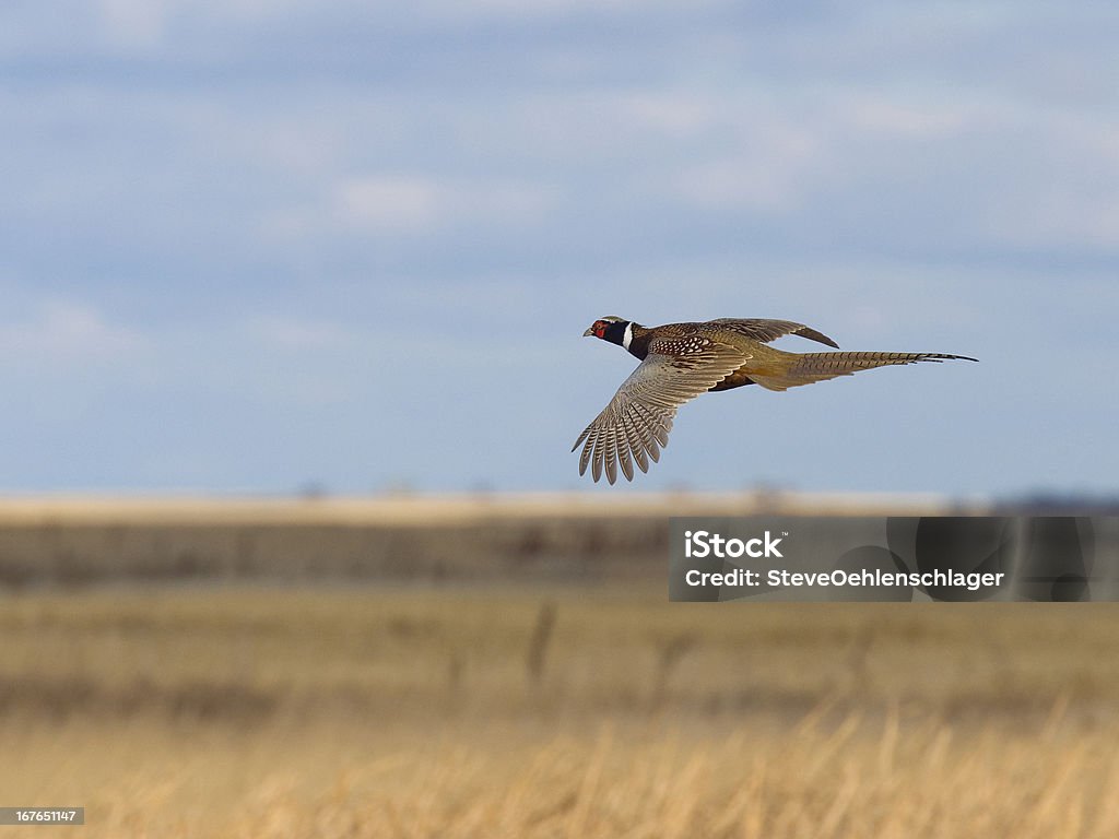 Flying Pheasant Flying Rooster Pheasant over the prairie Pheasant - Bird Stock Photo