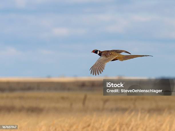 Flying Pheasant Stock Photo - Download Image Now - Pheasant - Bird, Flying, Bird Hunting