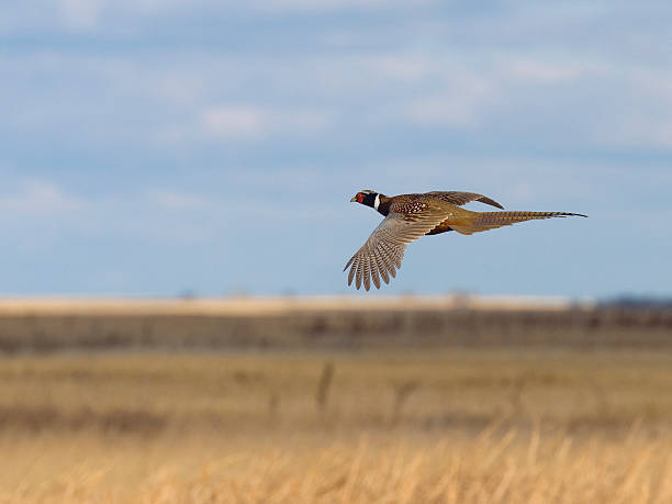 летающий pheasant - pheasant hunter стоковые фото и изображения