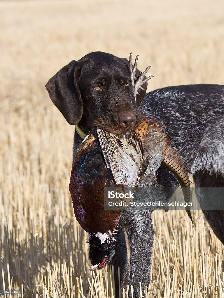 Apportierhund mit Fasane - Lizenzfrei Apportieren Stock-Foto