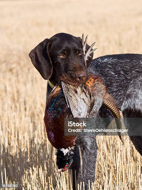 Apportierhund Mit Fasane Stockfoto und mehr Bilder von Apportieren - Apportieren, Apportierhund, Fasan