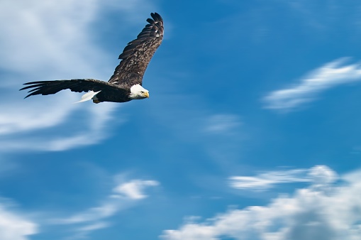 Bald Eagle in flight carrying a fish in it's talons.