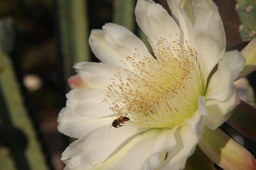 A honeybee pollenates a saguaro blossom