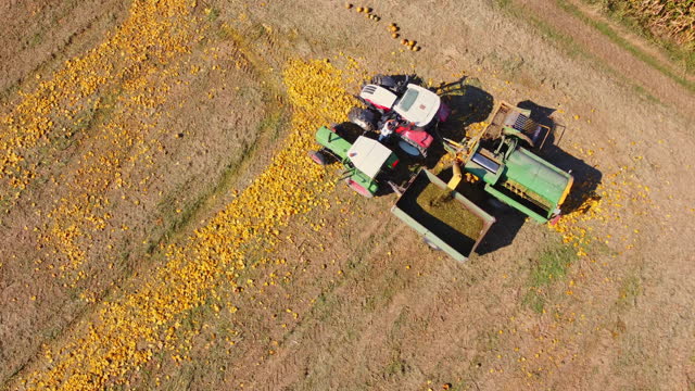 AERIAL Drone shot of Combine Harvester Loading Pumpkin Seeds into Trailer on Farm
