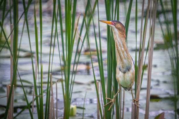 Least bittern, (Ixobrychus exilis), Avetorillo Americano, Petit Blongios.