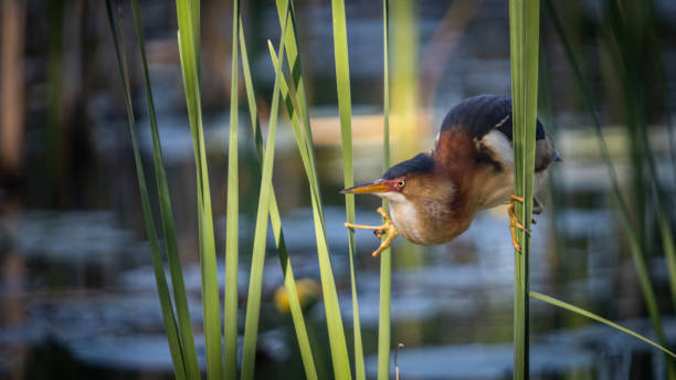 Least bittern, (Ixobrychus exilis), Avetorillo Americano, Petit Blongios.