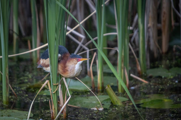 istock Least bittern, (Ixobrychus exilis), Avetorillo Americano, Petit Blongios. 1676528877