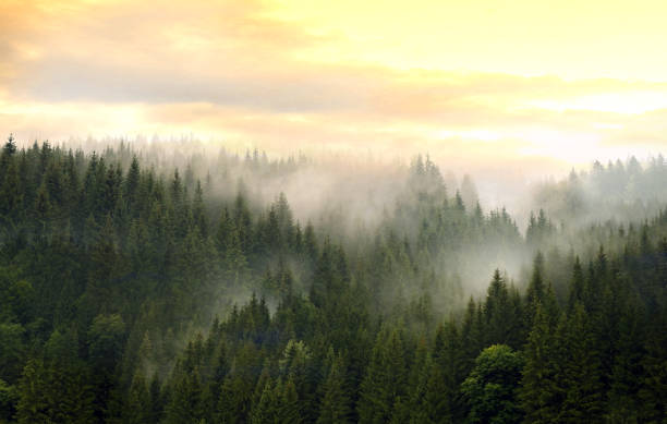 Mountains covered with coniferous forest in fog against a cloudy sky. Mountains covered with coniferous forest in fog against a cloudy sky. Wild nature concept. summit county stock pictures, royalty-free photos & images