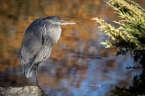 A great blue heron, on the edge of a lake, in autumn in the Laurentian forest.