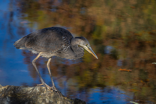 A great blue heron, on the edge of a lake, in autumn in the Laurentian forest.