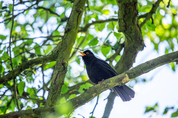 istock Male Blackbird (Turdus merula) in Phoenix Park, Dublin, Ireland 1676543344