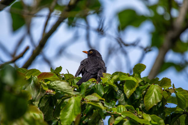 istock Male Blackbird (Turdus merula) in Phoenix Park, Dublin, Ireland 1676543356