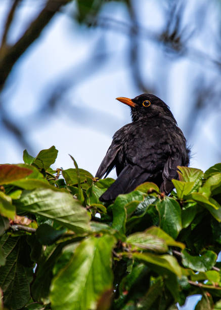 istock Male Blackbird (Turdus merula) in Phoenix Park, Dublin, Ireland 1676543477